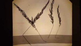 Flora Quartet (fragment 1)