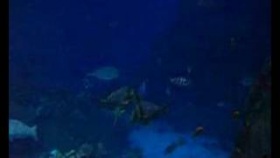 Fish-The Company.